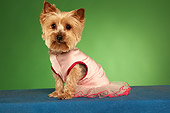DOG 02 MQ0038 01
Humorous Yorkshire Terrier Wearing Pink Tutu On Green Background