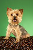 DOG 02 MQ0039 01
Humorous Yorkshire Terrier Sitting On Leopard-Print Couch On Green Background