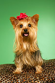 DOG 02 MQ0040 01
Humorous Yorkshire Terrier Sitting On Leopard-Print Couch On Green Background