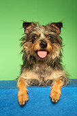 DOG 02 MQ0041 01
Cairn Terrier Laying On Blue Table On Green Background