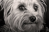 DOG 02 MR0006 01
Heasd Shot Of Yorkshire Terrier