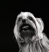 DOG 02 MR0018 01
Portrait Head Shot Of Yorkshire Terrier