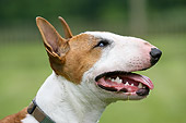 DOG 02 NR0005 01
Bull Terrier