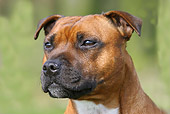 DOG 02 NR0007 01
Staffordshire Bull Terrier Head Shot