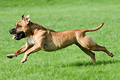 DOG 02 NR0009 01
Staffordshire Bull Terrier Running On Grass