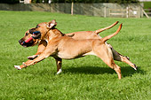 DOG 02 NR0010 01
Two Staffordshire Bull Terriers Running On Grass