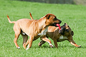 DOG 02 NR0011 01
Two Staffordshire Bull Terriers Playing On Grass