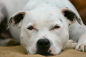 DOG 02 NR0013 01
Close-Up Of Staffordshire Bull Terrier Resting