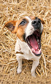 DOG 02 NR0014 01
Jack Russell Terrier