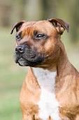 DOG 02 NR0020 01
Head Shot Of Staffordshire Bull Terrier