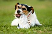 DOG 02 NR0021 01
Parson Russell Terrier
