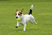DOG 02 NR0023 01
Jack Russell Terrier Running In Field Carrying Tennis Ball