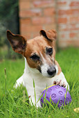 DOG 02 NR0024 01
Jack Russell Terrier Laying In Grass With Purple Ball In Front Of Brick Building