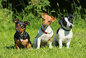 DOG 02 NR0025 01
Jack Russell Terriers Sitting In Grass Tilting Heads