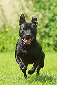 DOG 02 NR0026 01
Staffordshire Bull Terrier Running In Grass