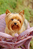 DOG 02 RC0005 01
Portrait Of Yorkshire Terrier Sitting On Lavender Wicker Chair Grass Background