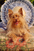 DOG 02 RC0006 01
Head On Portrait Of Yorkshire Terrier Laying On Table By Round Hat