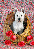 DOG 02 RC0007 01
West Highland White Terrier Puppy Sitting In Basket With Roses Studio