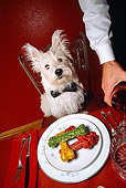 DOG 02 RD0004 01
West Highland Terrier Fine Dining