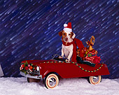 DOG 02 RK0009 04
Jack Russell Terrier Sitting In Red Car With Presents On Snow