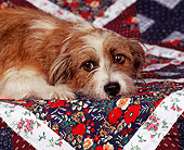 DOG 02 RK0013 02
Close Up Of Terrier Mix Laying With Head Down On Quilt Facing Camera