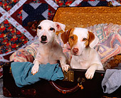 DOG 02 RK0016 02
Jack Russell Terriers Sitting In Suitcase Full Of Clothes