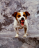 DOG 02 RK0019 02
Jack Russell Terrier Growling