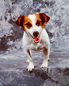 DOG 02 RK0019 10
Jack Russell Terrier Growling