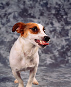 DOG 02 RK0019 23
Jack Russell Terrier Growling