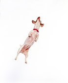 DOG 02 RK0024 02
Jack Russell Terrier 