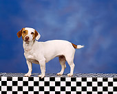 DOG 02 RK0025 04
Jack Russell Terrier 