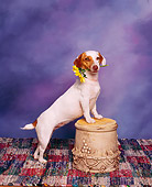 DOG 02 RK0026 03
Jack Russell Terrier With Flower In Mouth Studio