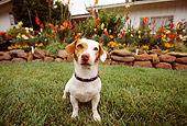 DOG 02 RK0042 15
Wide Angle Of Jack Russell Terrier Sitting On Grass By Stone Wall Flowers House