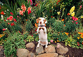 DOG 02 RK0044 04
Jack Russell Terrier Standing On Hind Legs By Rocks And Flowers