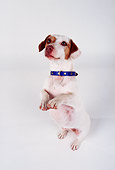 DOG 02 RK0049 03
Jack Russell Terrier Standing On Hind Feet On White Seamless
