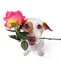 DOG 02 RK0050 08
Wide Angle Of Jack Russell Terrier With Rose In Mouth White Seamless Background