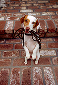 DOG 02 RK0054 04
Jack Russell Terrier Touche On Hind Feet With Leash In Mouth