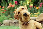 DOG 02 RK0061 04
Head Shot Of Airedale Terrier By Rocks And Flowers