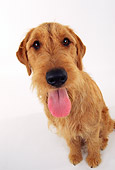 DOG 02 RK0063 05
Airedale Terrier Sitting White Seamless Studio