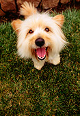 DOG 02 RK0064 09
Overhead View Of Terrier Mix Sitting On Grass