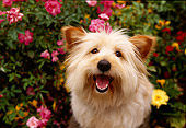 DOG 02 RK0065 17
Wide Angle Of Terrier Mix Chico Sitting On Rock By Flowers Looking Up