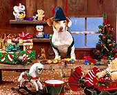 DOG 02 RK0068 04
Santa's Little Yelper
Jack Russell Terrier In Elf Costume