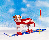 DOG 02 RK0069 01
Jack Russell Terrier Dressed As Olympic Skier