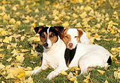 DOG 02 RK0082 02
Two Jack Russell Terriers Laying On Grass By Autumn Leaves