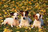 DOG 02 RK0083 08
Three Jack Russell Terriers Laying Together On Grass With Yellow Leaves