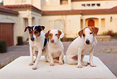 DOG 02 RK0085 02
Three Jack Russell Terriers  Sitting In Front Of House