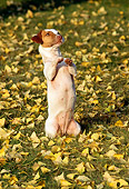 DOG 02 RK0086 01
Jack Russell Terrier Begging On Grass With Yellow Leaves