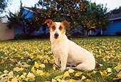 DOG 02 RK0087 06
Jack Russell Terrier Sitting On Grass With Yellow Leaves