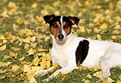 DOG 02 RK0088 04
Jack Russell Terrier Laying On Grass By Yellow Leaves