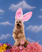 DOG 02 RK0136 01
Cairn Terrier Sitting In Flowers Wearing Rabbit Ears Blue Clouds Background